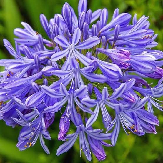 Agapanthus Dorothy Edwards