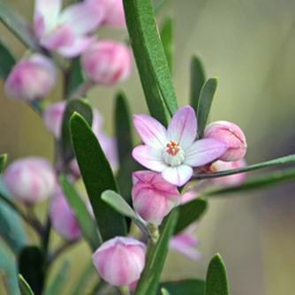 Waxflower Soft Swirls (Philotheca)