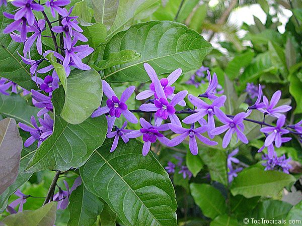 Petrea Volubilis Purple Wreath Climbers