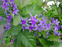 Petrea Volubilis Purple Wreath Climbers