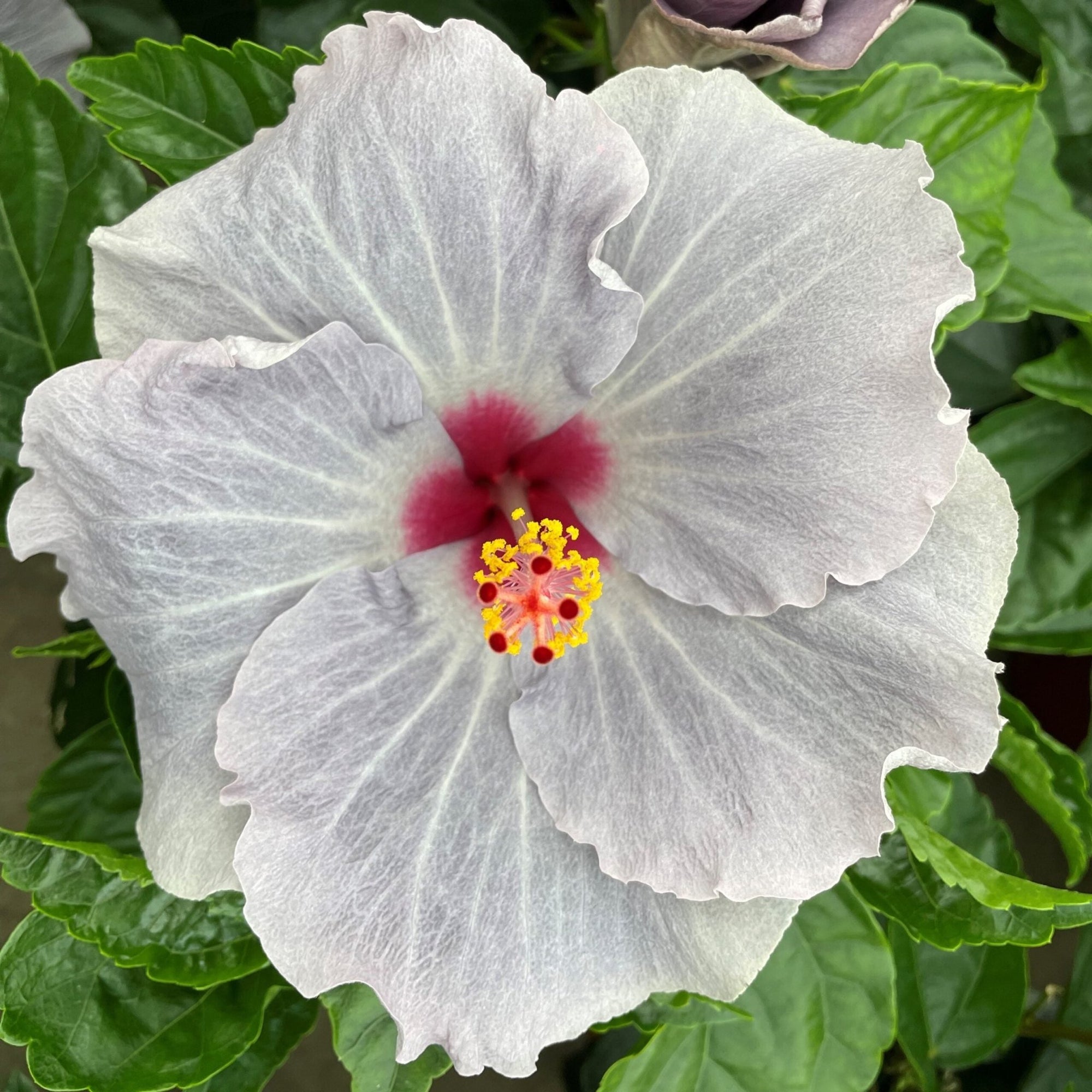 Hibiscus Flamenco™ Cato - Ladybird Nursery