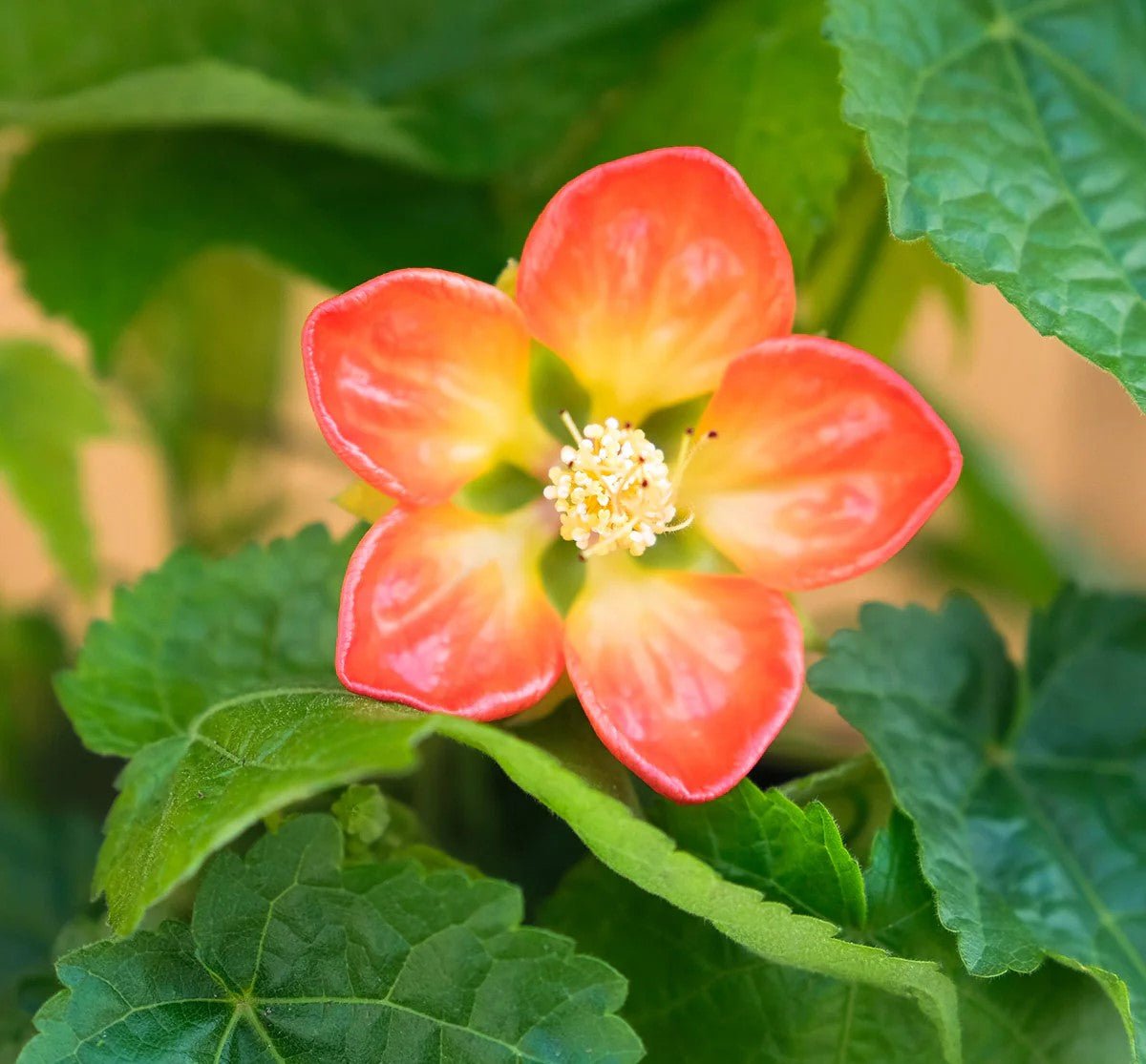 Chinese Lantern Tangerine (Abutilon) - Ladybird Nursery