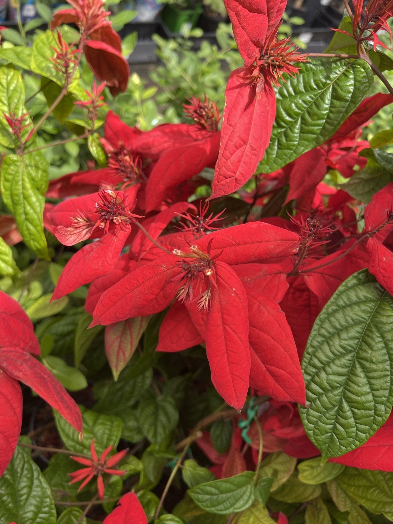 Quisqualis ""Red Riot"" - Ladybird Nursery