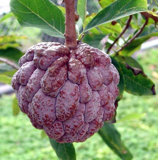 Purple Sugar Apple - Ladybird Nursery