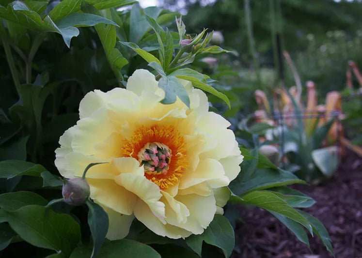 Itoh Peony Garden Treasure (Paeonia) - Ladybird Nursery