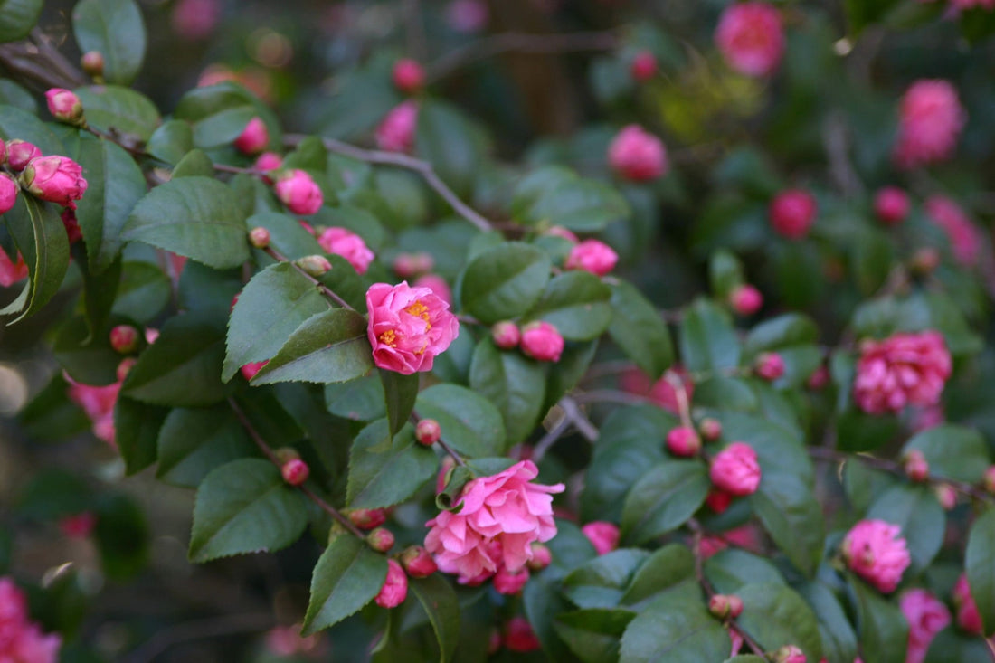 Camellia Fragrant Pink (Camellia) - Ladybird Nursery