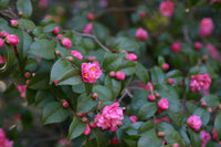 Camellia Fragrant Pink (Camellia)