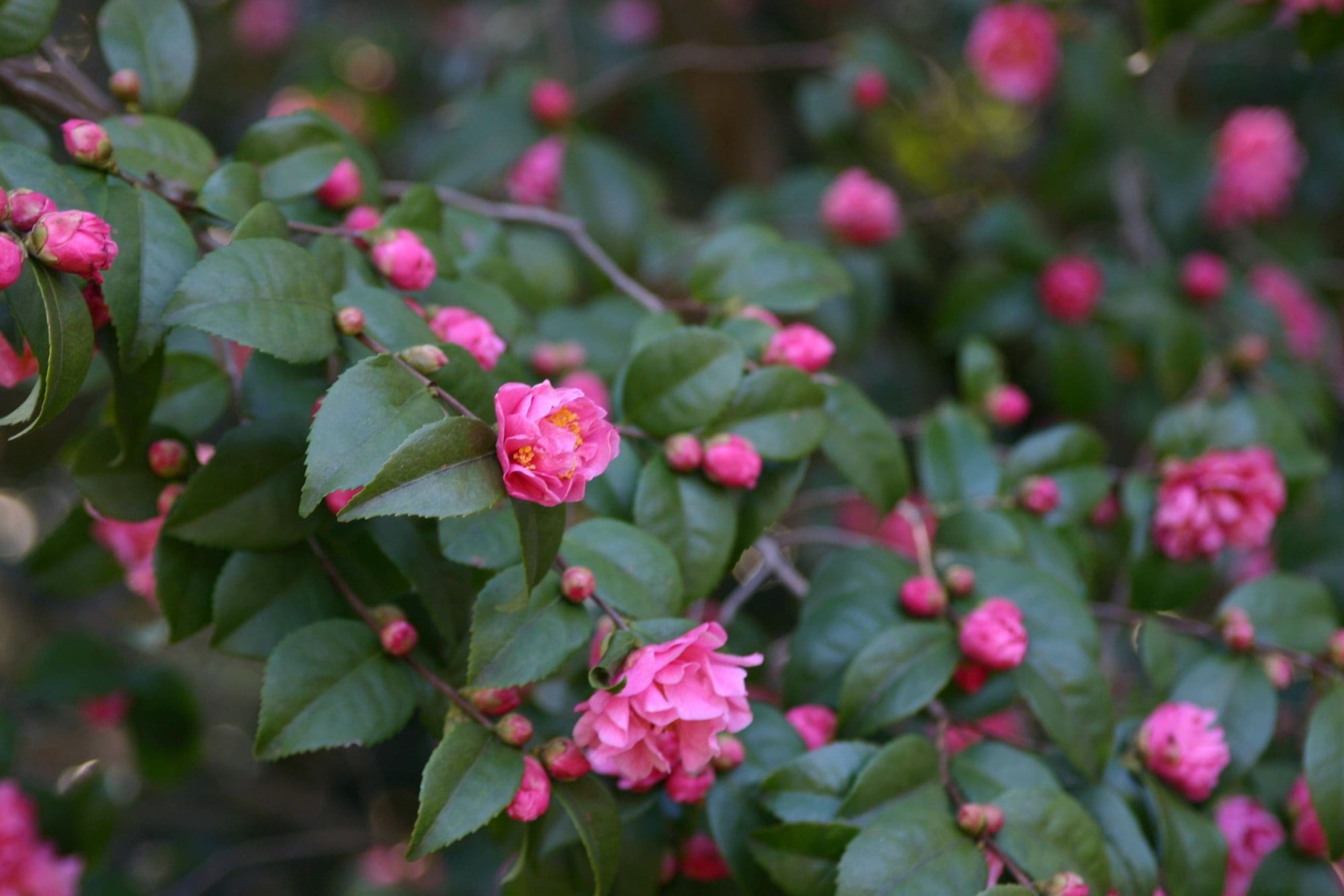Camellia Fragrant Pink (Camellia) - Ladybird Nursery