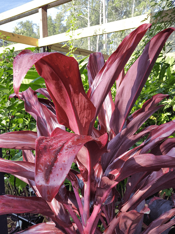 Cordyline Rooster Tail (Cordyline fruticosa) - Ladybird Nursery