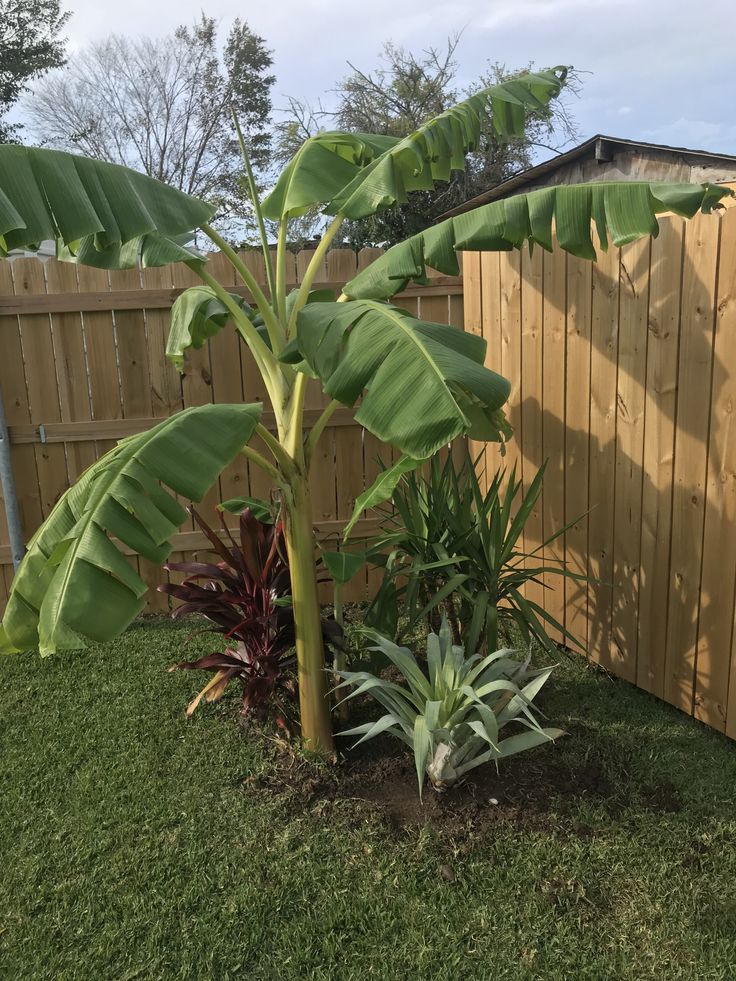 Super Dwarf Banana 'Cavendish' QLD ONLY - Ladybird Nursery