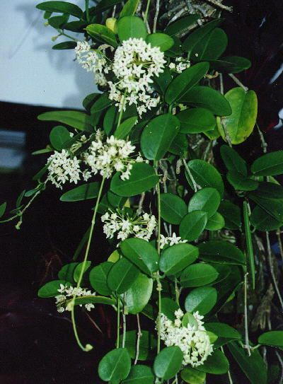 Wax Plant (Hoya australis)