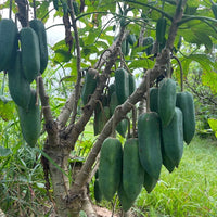 Babaco Champagne Fruit
