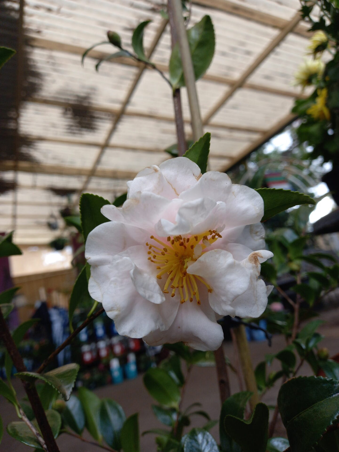 Sasanqua Camellia Barbara Louise (Camellia sasanqua) - Ladybird Nursery