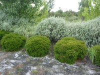 Tall Babingtonia (Babingtonia virgata)