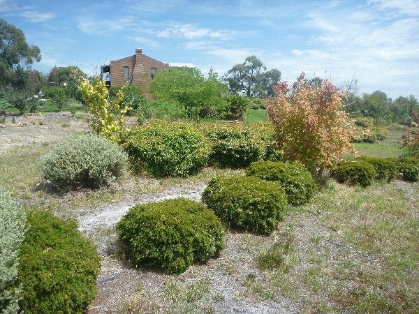 Dwarf Tall Babingtonia Form (Babingtonia virgata) - Ladybird Nursery