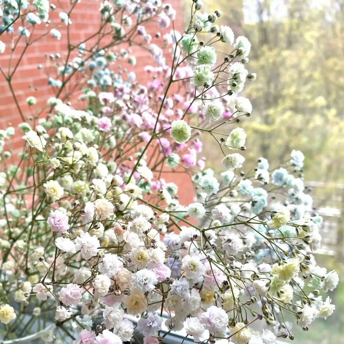 Baby's Breath White (Gypsophila spp.) - Ladybird Nursery