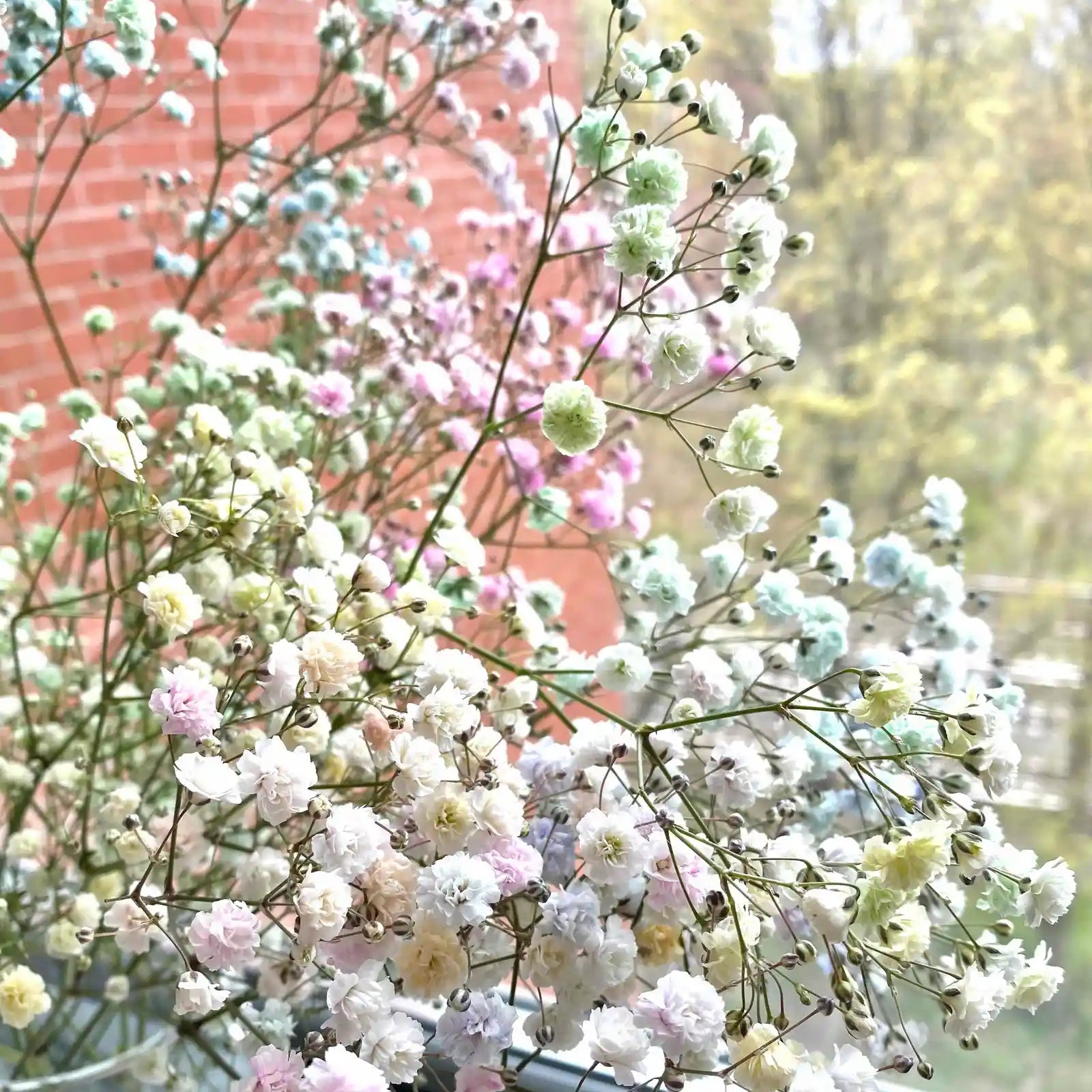 Baby's Breath White (Gypsophila spp.)