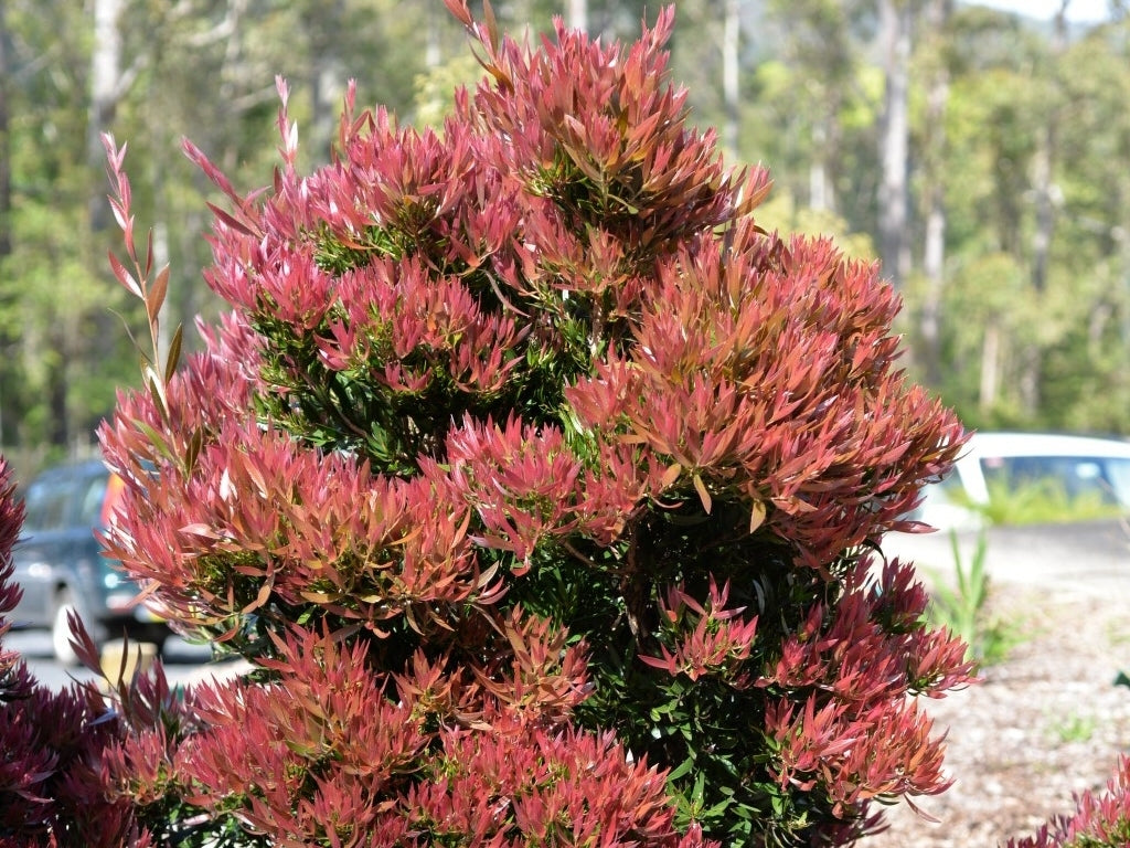Bottlebrush Baby Glow(Callistemon)
