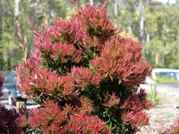 Bottlebrush Baby Glow(Callistemon)