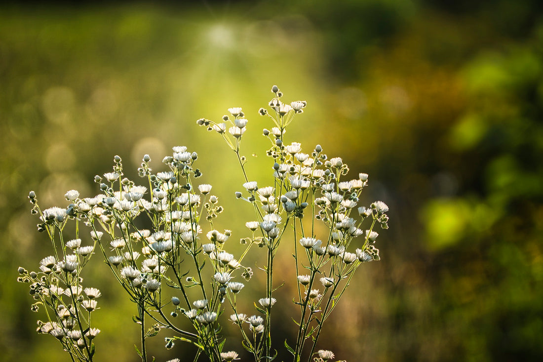 Baby's Breath White (Gypsophila spp.) - Ladybird Nursery