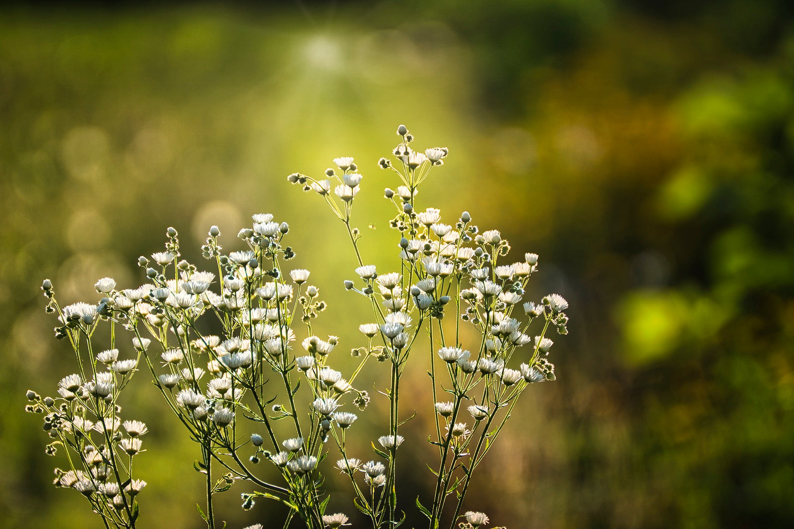 Baby's Breath White (Gypsophila spp.) - Ladybird Nursery