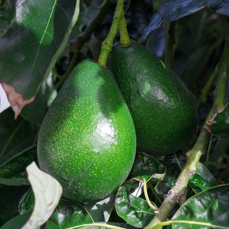 Avocado Bacon (B Type) - Ladybird Nursery