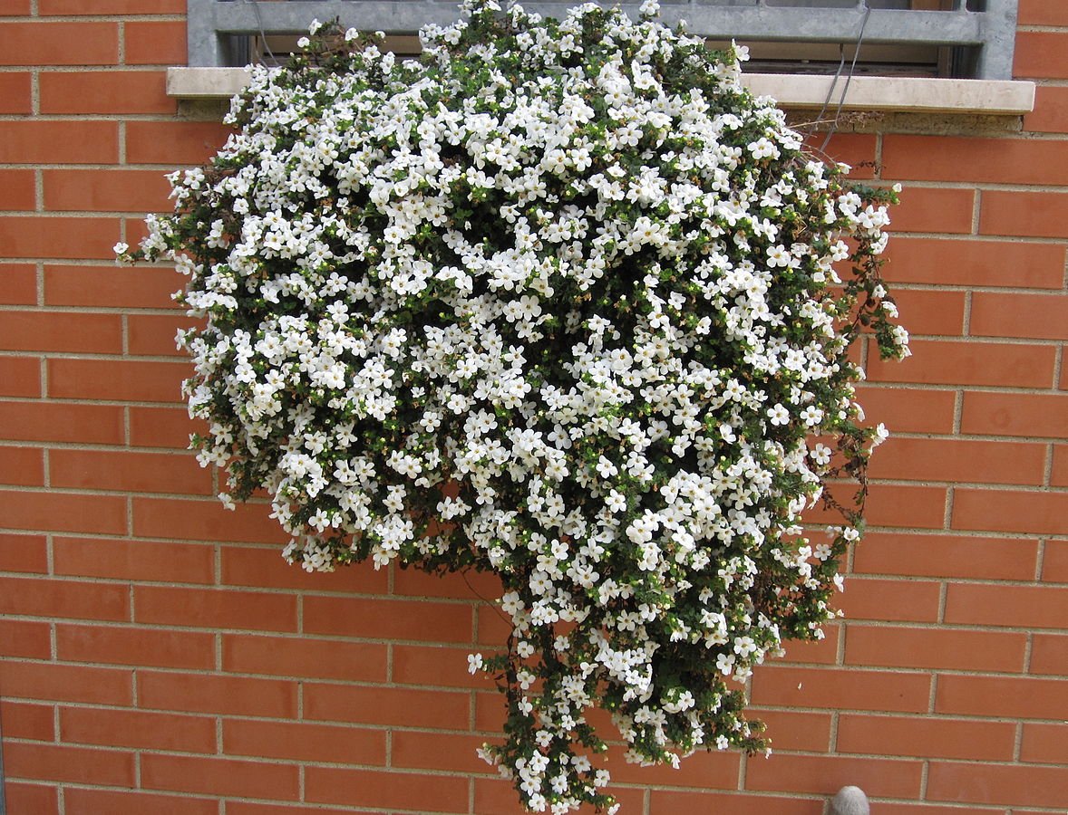 Bacopa (Bacopa Cabana) - Ladybird Nursery