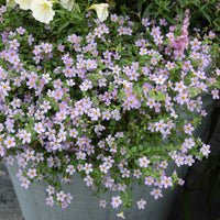 Bacopa Candy (Bacopa Cotton) - Ladybird Nursery