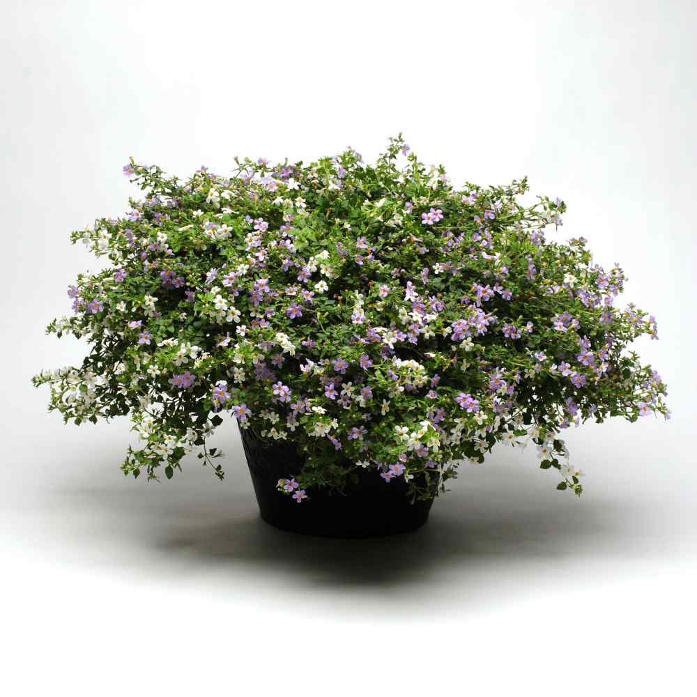 Bacopa Candy (Bacopa Cotton) - Ladybird Nursery