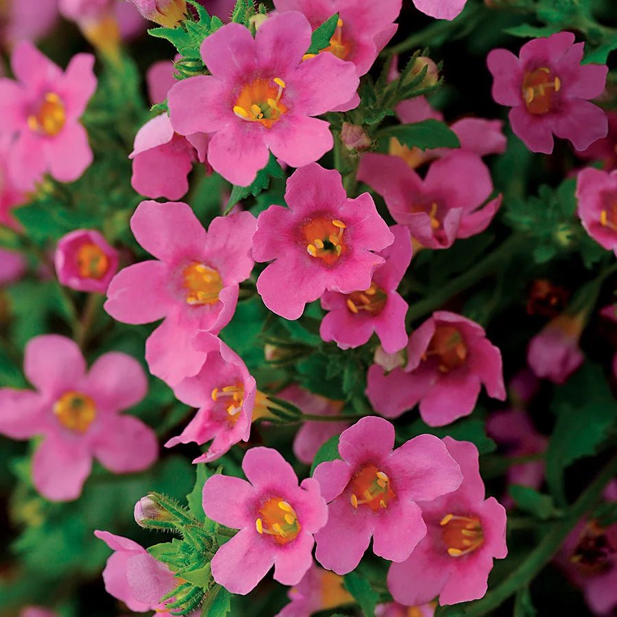 Bacopa Candy (Bacopa Cotton) - Ladybird Nursery