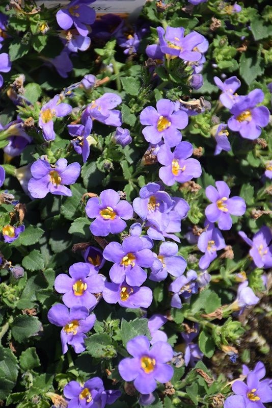 Bacopa Blue (Bacopa MegaCopa™) - Ladybird Nursery