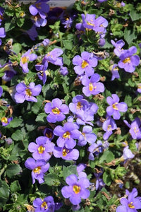Bacopa Blue (Bacopa MegaCopa™) - Ladybird Nursery