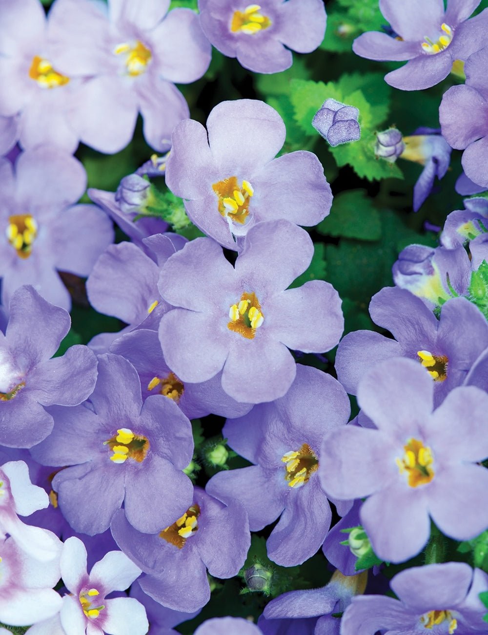 Bacopa Blue (Bacopa MegaCopa™) - Ladybird Nursery