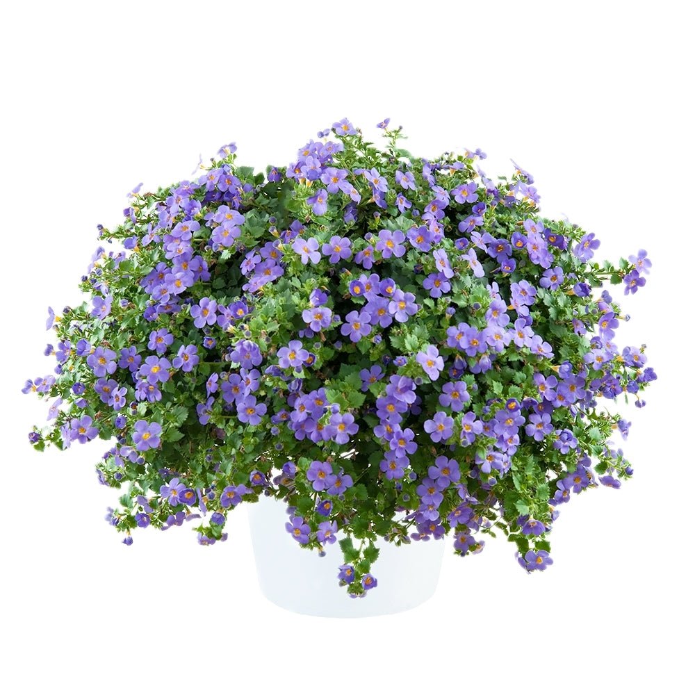 Bacopa Blue (Bacopa MegaCopa™) - Ladybird Nursery