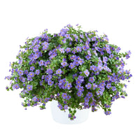 Bacopa Blue (Bacopa MegaCopa™)