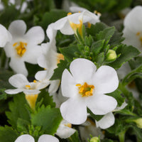 Bacopa Gulliver Dynamic White (Bacopa scopia)