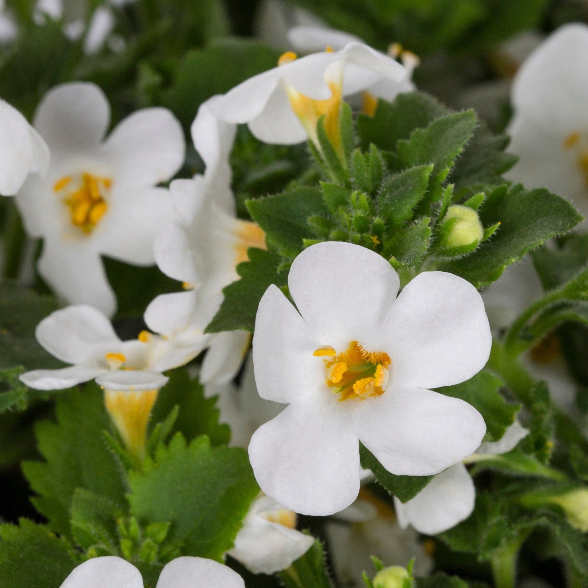 Bacopa Gulliver Dynamic White (Bacopa scopia) - Ladybird Nursery