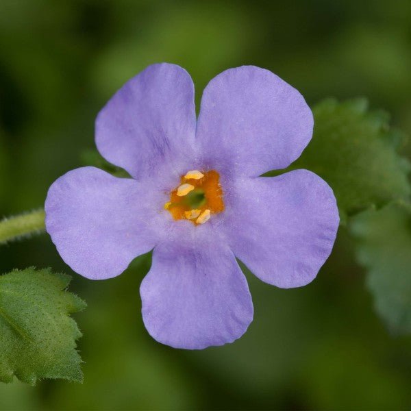 Bacopa Blue (Bacopa MegaCopa™) - Ladybird Nursery