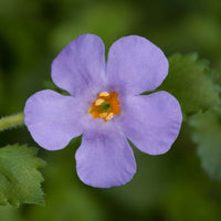 Bacopa Blue (Bacopa MegaCopa™)