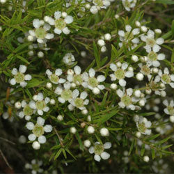 Babingtonia (Babingtonia similis)
