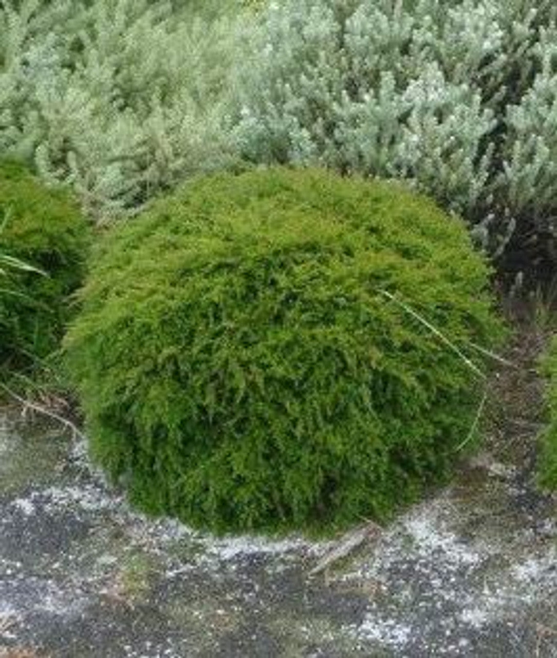 Dwarf Tall Babingtonia Form (Babingtonia virgata)