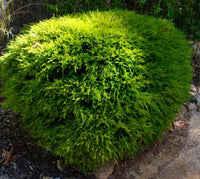 Dwarf Tall Babingtonia Form (Babingtonia virgata)