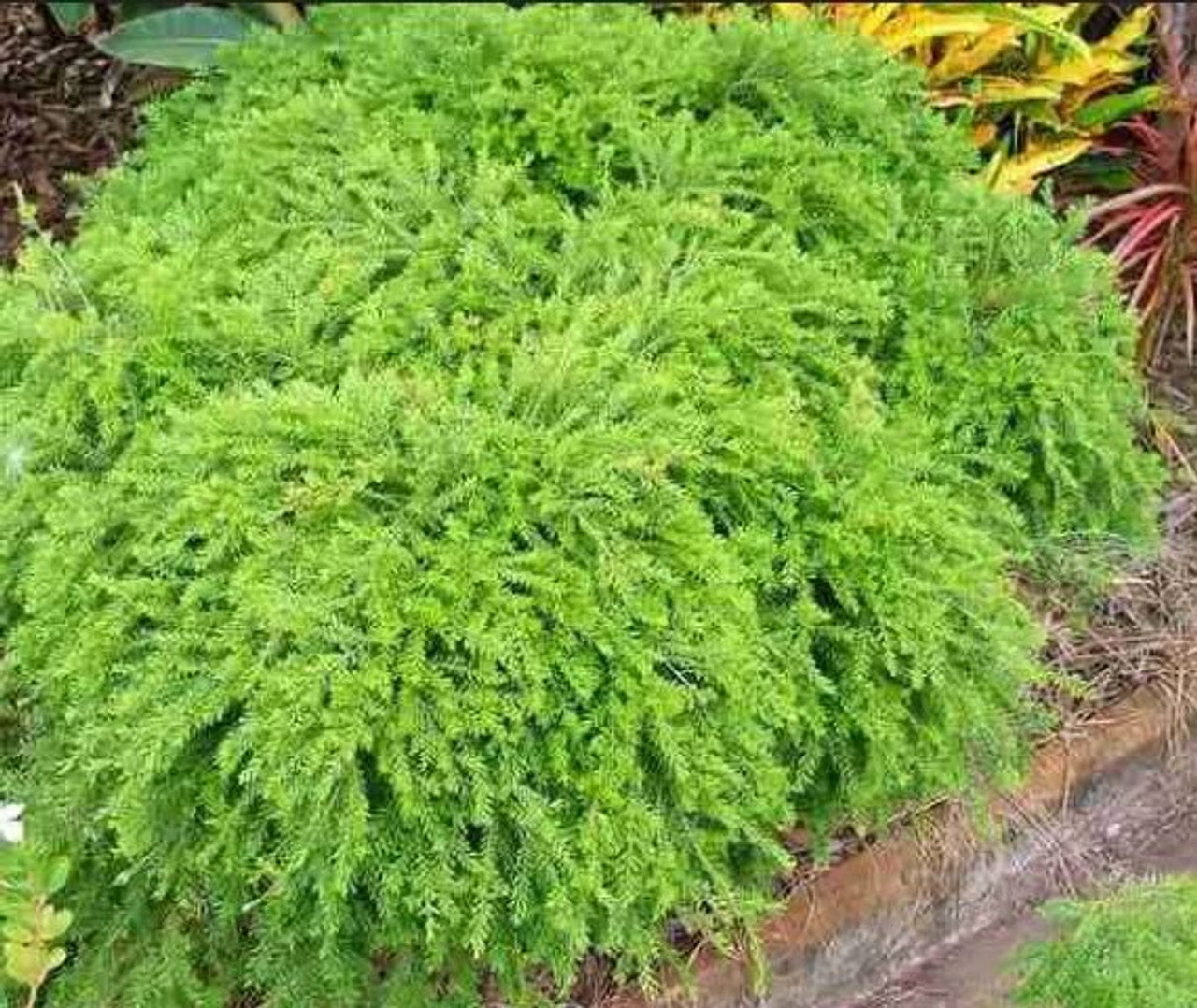 Tall Babingtonia (Babingtonia virgata)