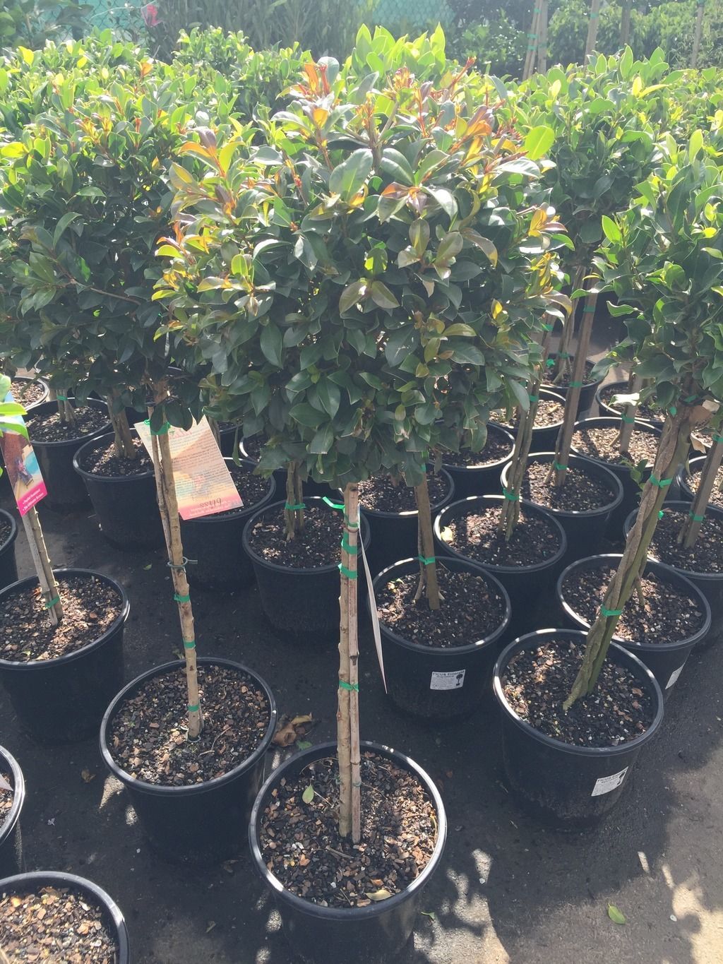 Lilly Pilly Backyard Bliss Standards (Syzygium australe) - Ladybird Nursery
