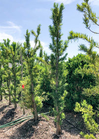Bald Cypress Peve Minaret (Taxodium distichum)