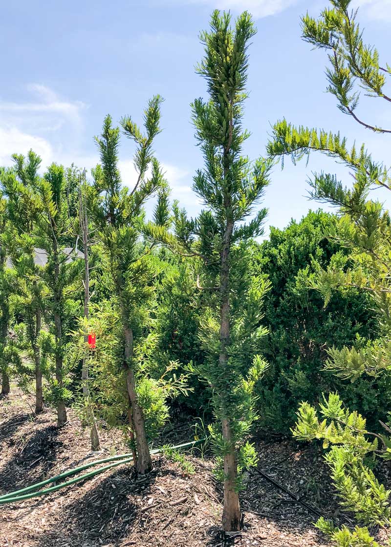 Bald Cypress Peve Minaret (Taxodium distichum)