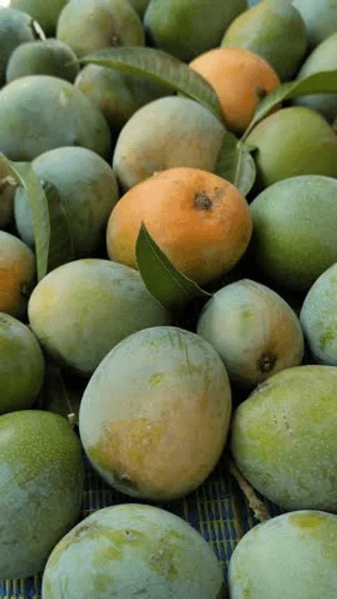 Mango 'Bali Apple' - Ladybird Nursery