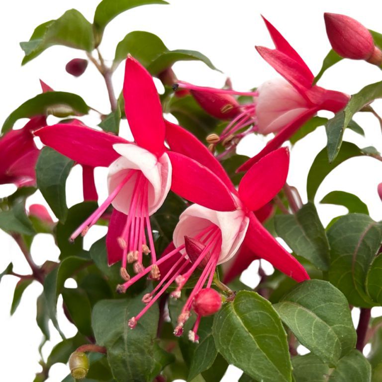 Fuchsia 'Ballerina's Balloon' (Fuchsia hybrid)