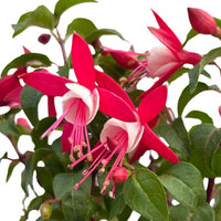 Fuchsia 'Ballerina's Balloon' (Fuchsia hybrid)