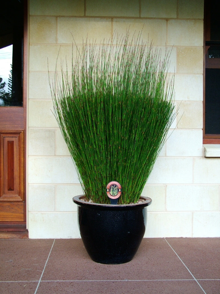 Didgery Sticks (Baloskion pallens)